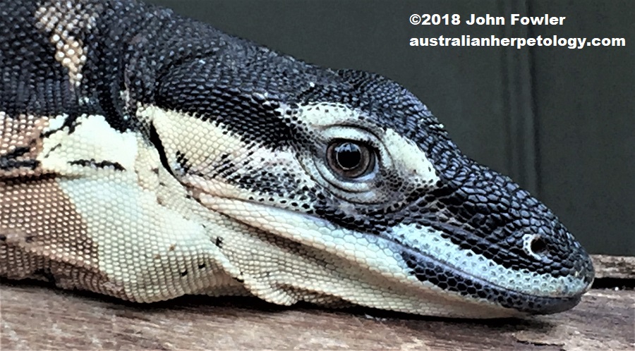 "Bell's" or banded phase of Lace Monitor Varanus varius 